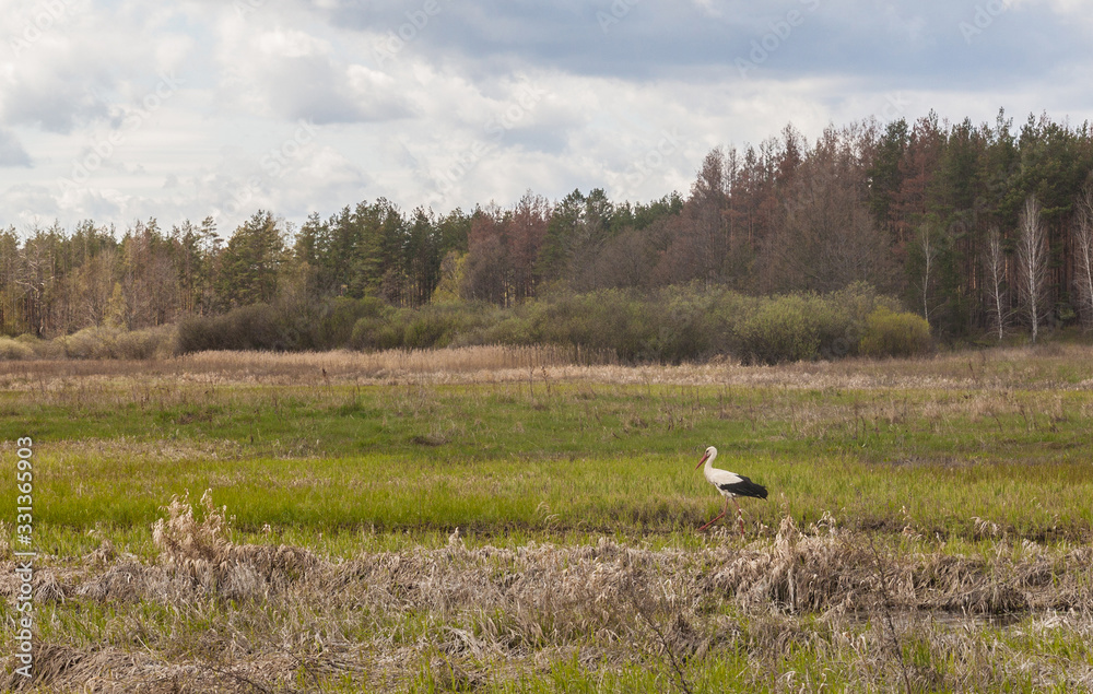 Stork walks along the flood meadow of the Teterev River, Polesie, Ukraine