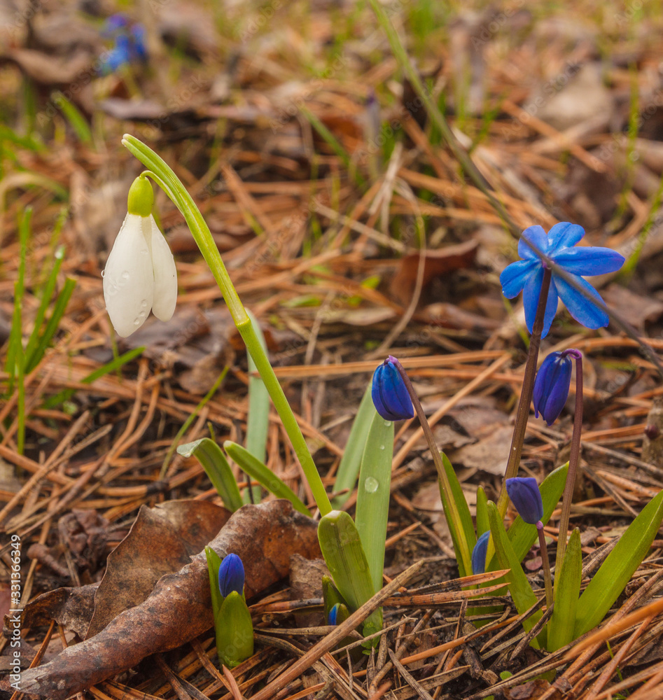 Bloom white Galanthus (snowdrops) and Siberian squill (Scilla siberica) in spring Bloom white Galanthus (snowdrops) and Siberian squill (Scilla siberica) in spring