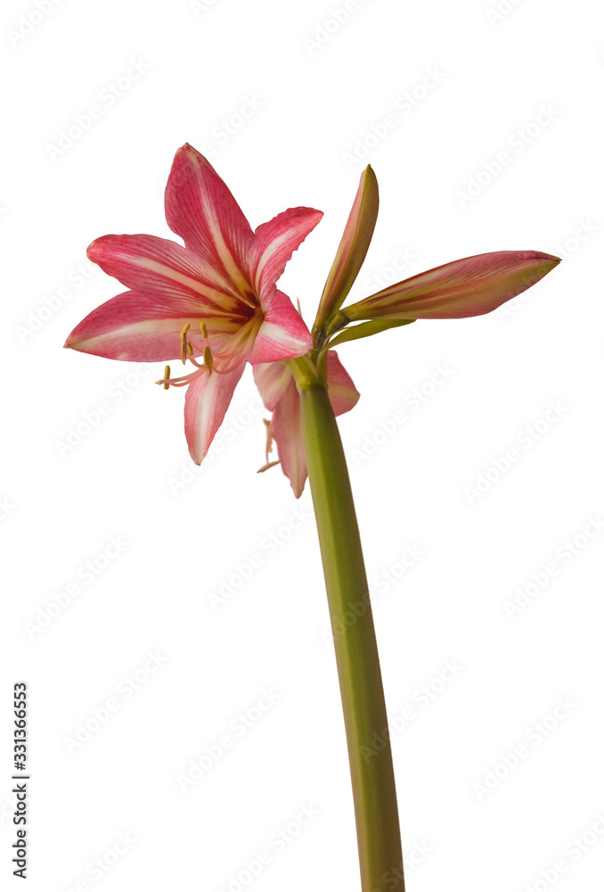 Pink and white hippeastrum (amaryllis) Pinkolo on a white background isolated. Pink and white hippeastrum (amaryllis) Pinkolo on a white background isolated.