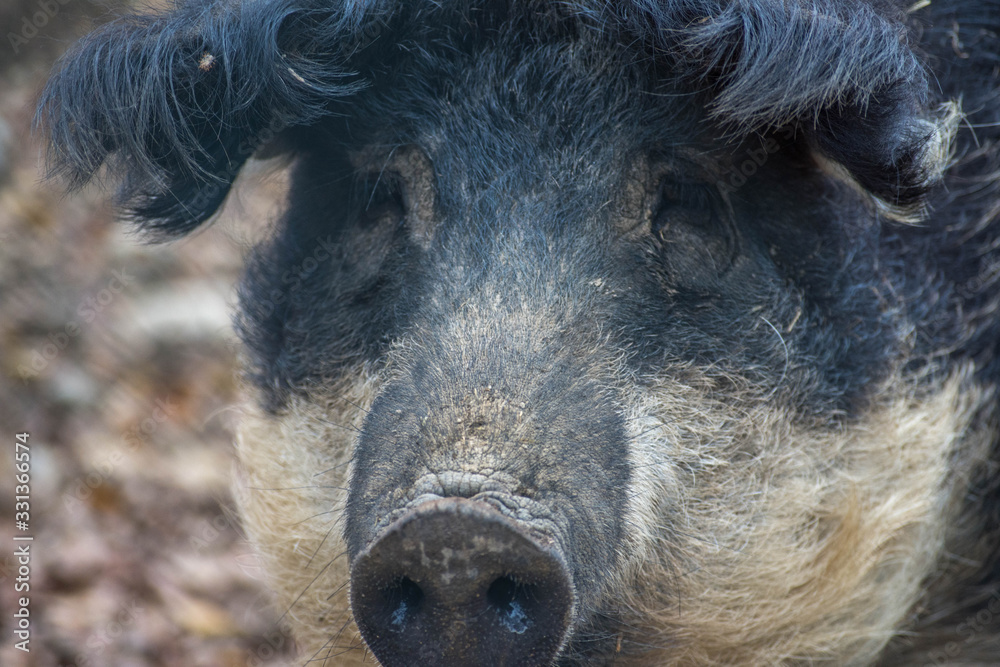 Fototapeta premium Cochon