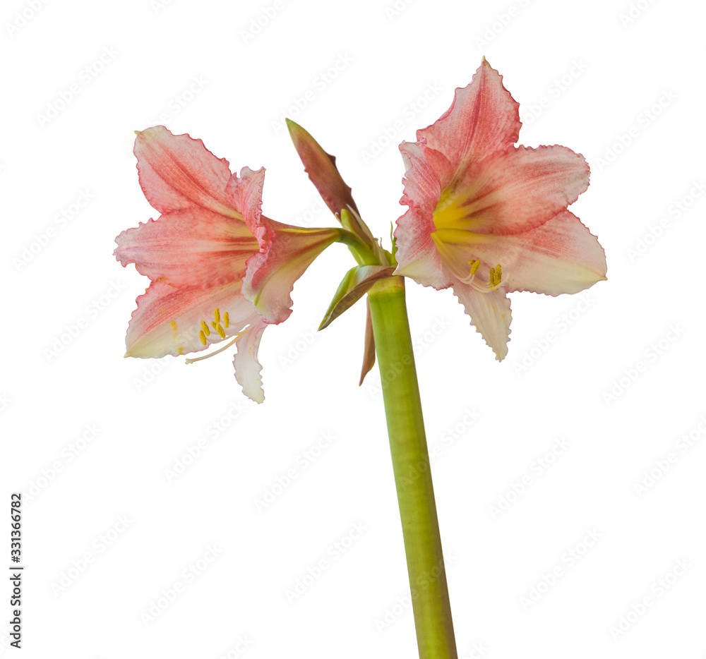 Fototapeta premium Hippeastrum (amaryllis) 