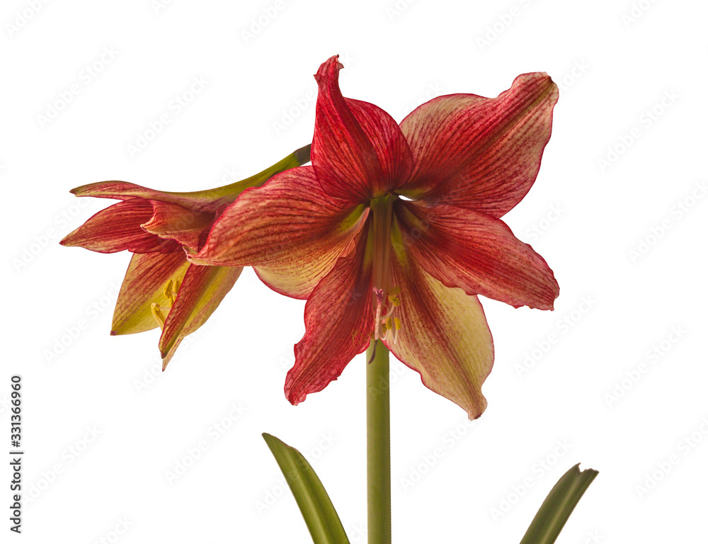 Hippeastrum (amaryllis) Galaxy group 'Tosca' on a white background isolated.