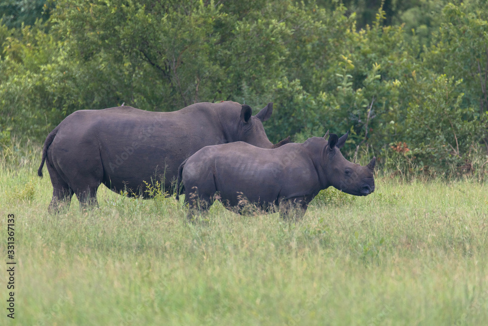Fototapeta premium White Rhinoceros; mother and calf