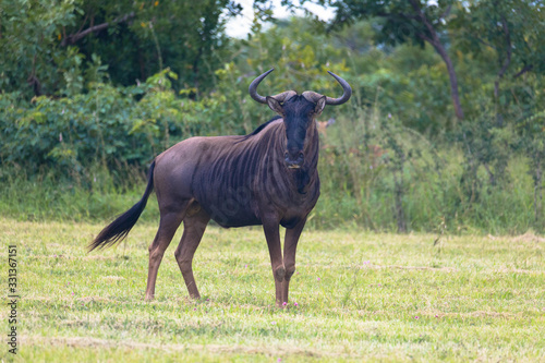 Beautiful wildebeest in south africa