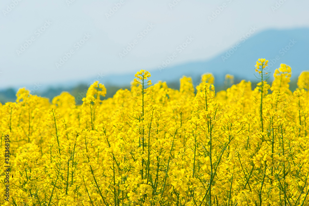 Obraz premium Oilseed rape