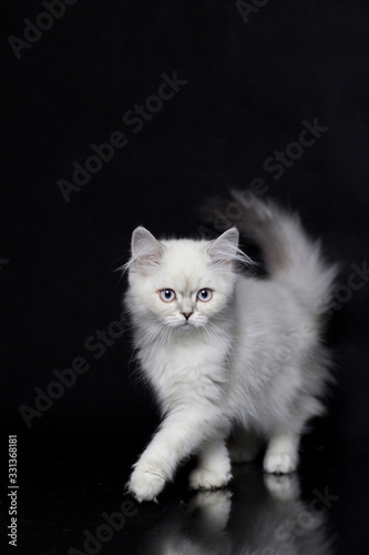 Wallpaper Mural Highland stright kitten. Silver chinchilla color. Black background Torontodigital.ca