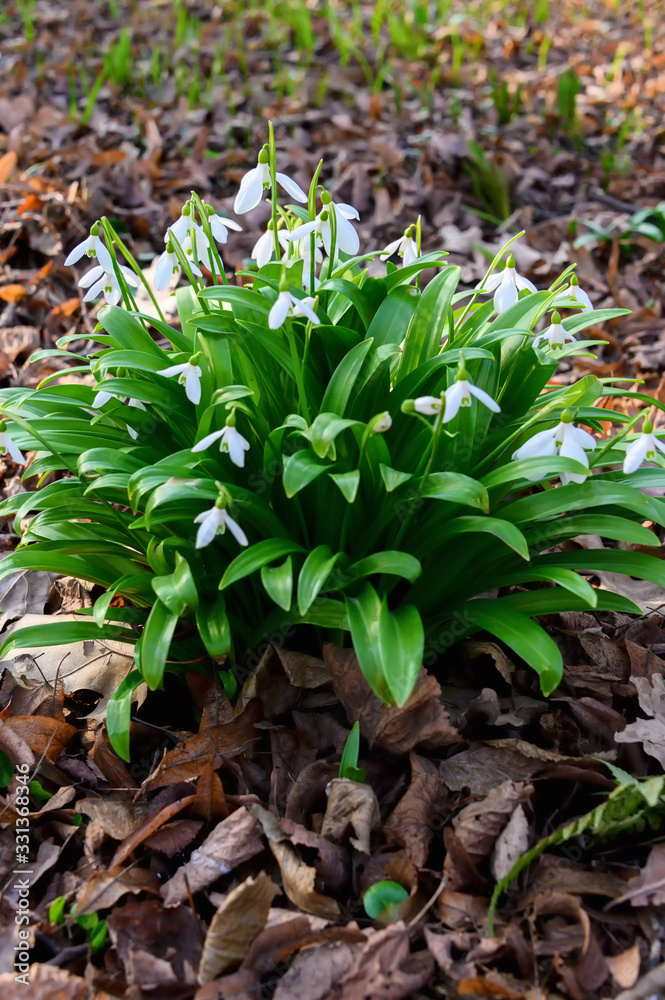 The snowdrop or common snowdrop (Galanthus nivalis) blooms. Snowdrop the first spring flowers. Flowers bloom after winter. The snowdrop or common snowdrop (Galanthus nivalis) blooms. Snowdrop the first spring flowers. Flowers bloom after winter.
