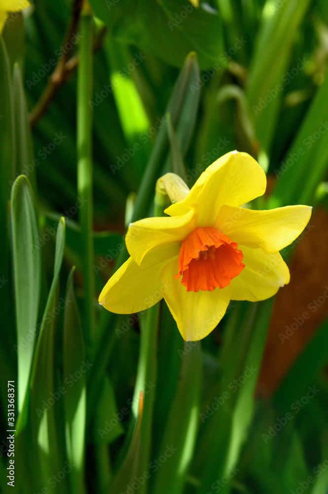 Yellow daffodil on a green background. Spring flower daffodil close- up in the garden.