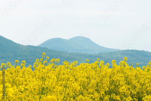 Oilseed rape © tstock