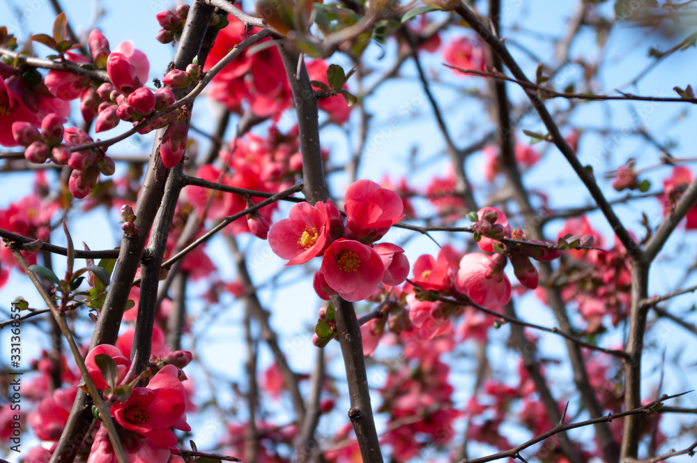 background with branches red flowers of japanese quince crimson. background with branches red flowers of japanese quince crimson.