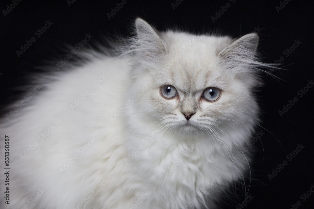 Highland stright kitten. Silver color. Black background