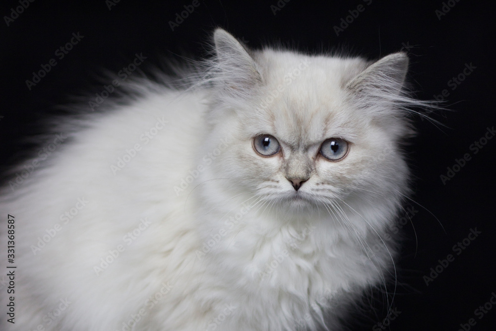 Highland stright kitten. Silver color. Black background Highland stright kitten. Silver color. Black background