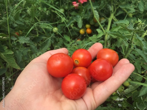 Freshly Picked Tomatoes