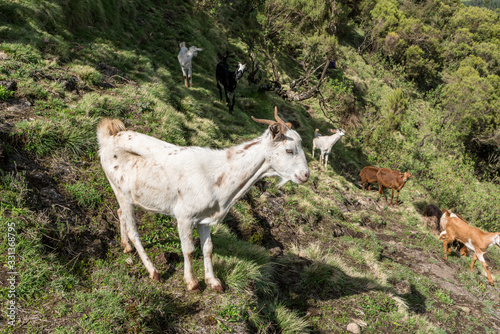 Goats in the Simien Mountains