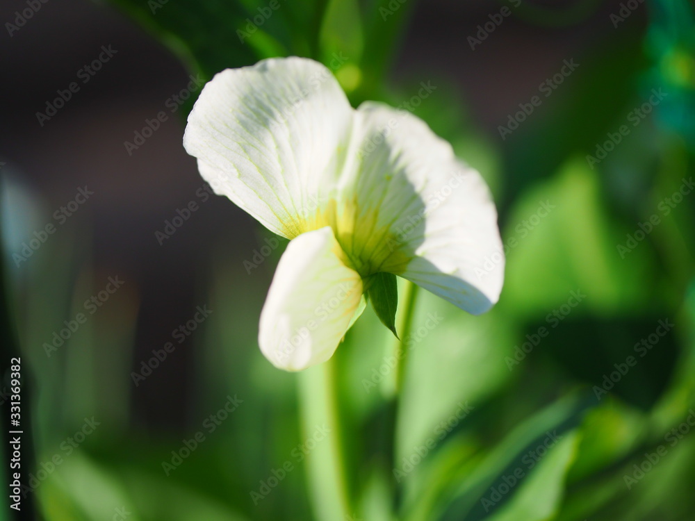 エンドウの花 エンドウの花