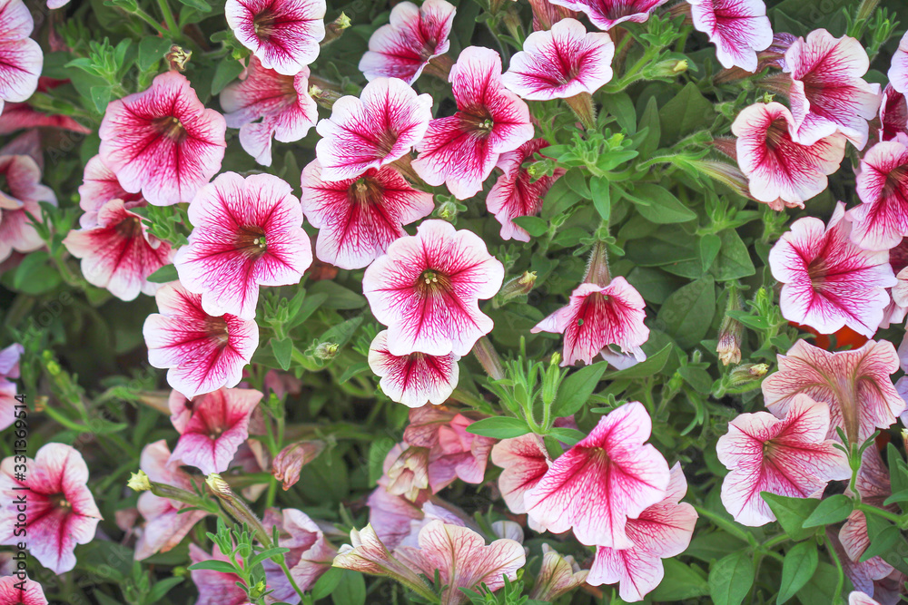 Petunia pink flowers white with red vein petal field blooming in garden green leaf outdoor summer scenic background