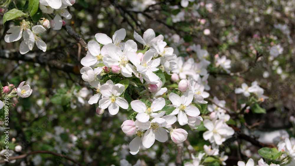 Fototapeta premium White flowers on apple branches close-up on spring day
