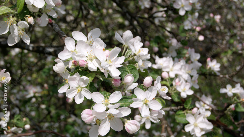 White flowers on apple branches close-up on spring day. White flowers on apple branches close-up on spring day.