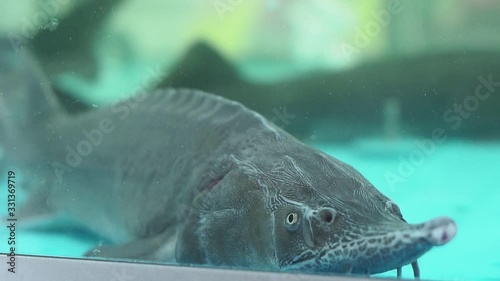 fish sturgeon in the aquarium close up selective focus photo