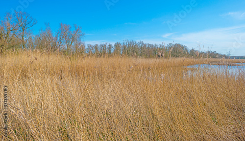 Reed along the edge of a lake in a natural park below a blue cloudy sky in sunlight in winter