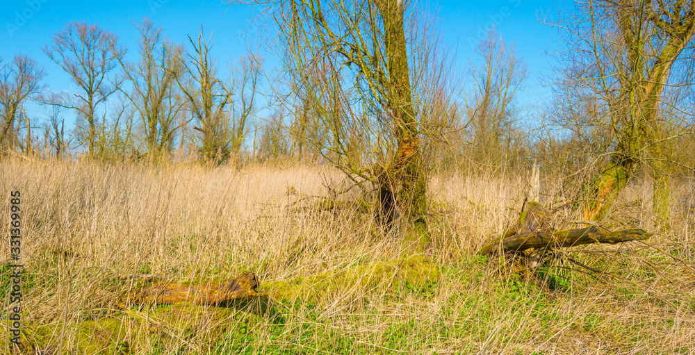 Forest in wetland with deciduous trees below a blue sky in sunlight in winter Forest in wetland with deciduous trees below a blue sky in sunlight in winter