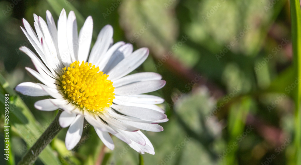 daisy flower in the grass