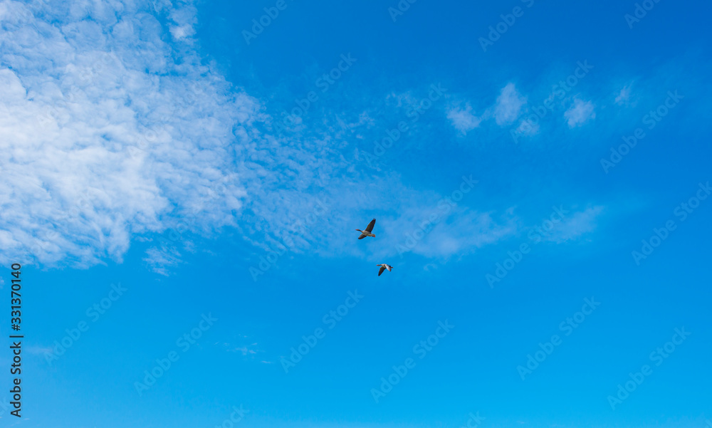 Two geese flying in a blue cloudy sky of a natural park in sunlight in winter 