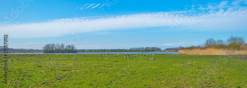 Geese along the edge of a lake in a natural park below a blue cloudy sky in sunlight in winter