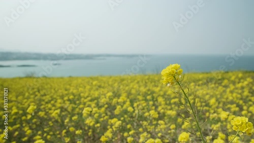 Yellow conola flower field with sea horizon. photo