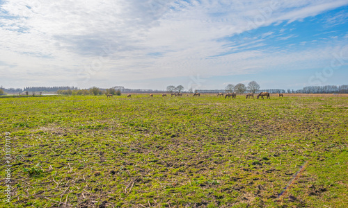 Horses in a field in a green natural park below a blue cloudy sky in sunlight in winter