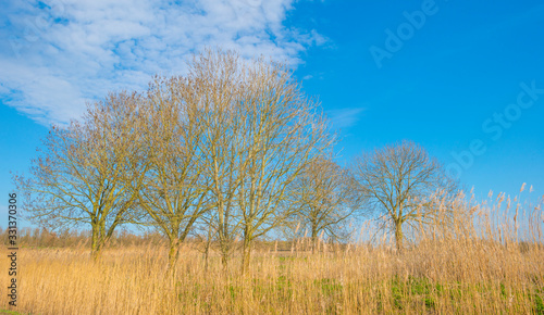 Forest in wetland with deciduous trees below a blue sky in sunlight in winter