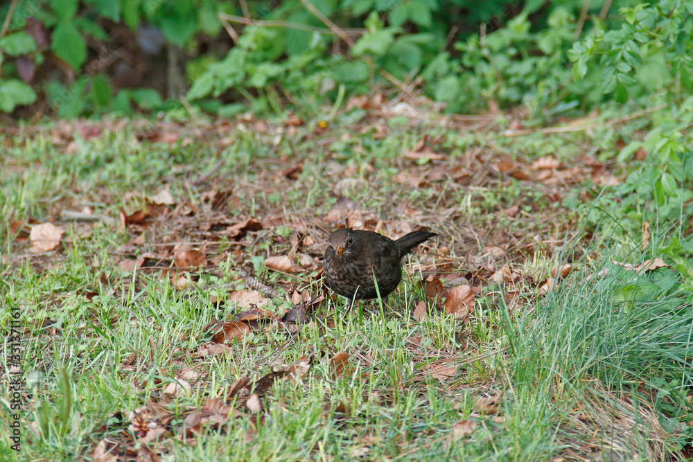 Amsel
