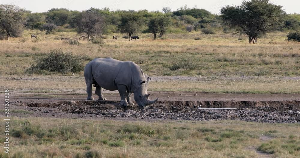 white rhinoceros Khama Rhino Sanctuary reservation, Botswana safari wildlife, Wild animal in the nature habitat. This is Africa.