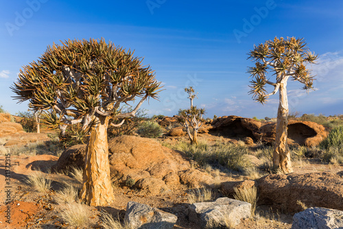 Quiver trees in Augrabies national park photo