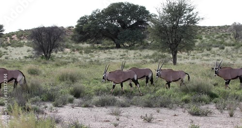 common antelope Gemsbok, Oryx gazella in Kalahari after rain season with green grass. Kgalagadi Transfrontier Park, South Africa wildlife safari