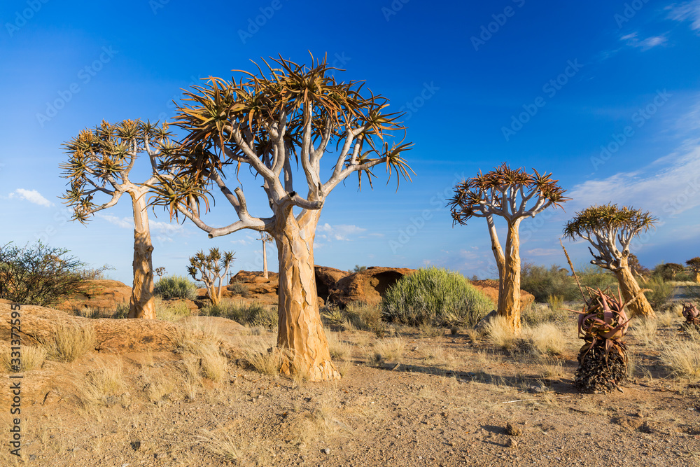 Quiver trees in Augrabies national park