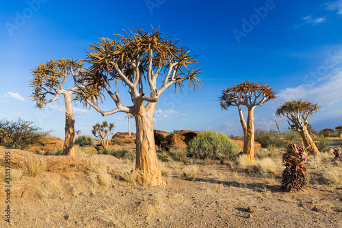 Quiver trees in Augrabies national park photo