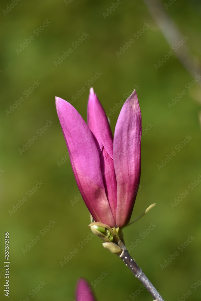 Magnolienblüte (Magnolia)