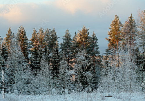 A forest landscape with snowy spruce and pine trees and birches