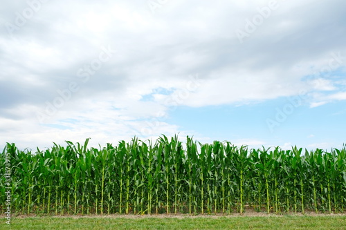 corn grows in the field farming and industry