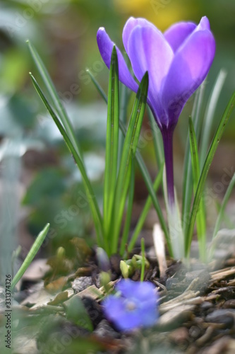 Violetter Krokus (Crocus)