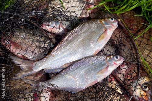 Two freshwater white bream or silver bream on keepnet with bronze breams or carp breams on natural background..