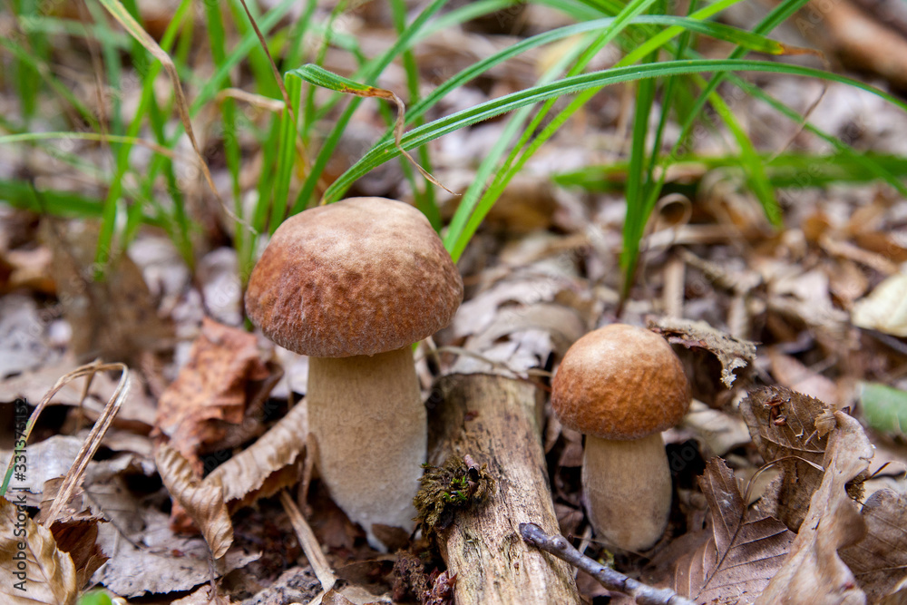 Mushroom family of boletus mushroom in the wild. Porcini mushroom grows on the forest floor at autumn season.. Mushroom family of boletus mushroom in the wild. Porcini mushroom grows on the forest floor at autumn season..