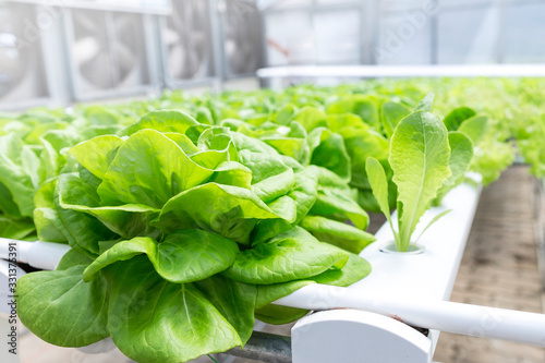 Closeup green lettuce growning with hydroponic system, indoor day light, new agriculture technology photo