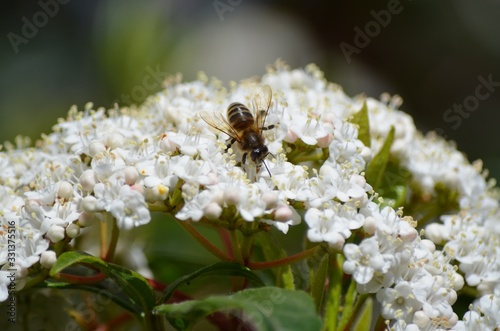 Bee © Alison