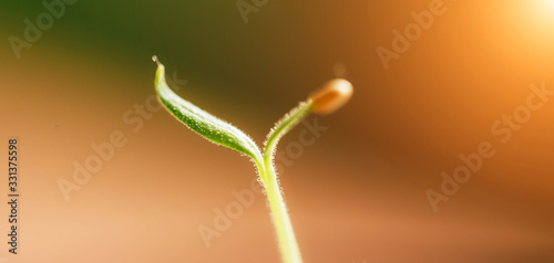 small fresh seed shoot