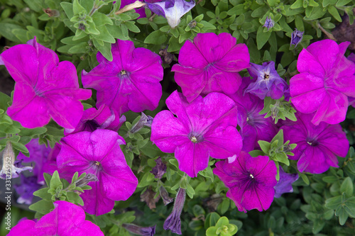 Blooming petunias on the flower bed. Close up view lots of petunia flowers. .