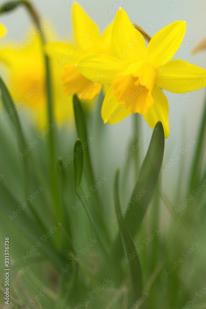 Group of yellow daffodils in spring in green gras, narcissus