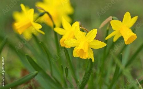 Gelbe Narzissen oder Osterglocken stehen im Frühling auf einer grünen Wiese, narcissus