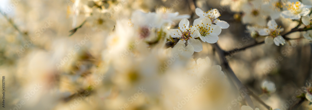 Obraz premium White cherry blossom in spring